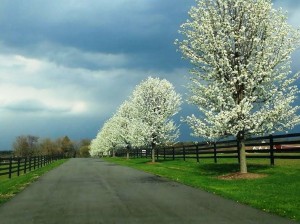driveway spring blossoms 1