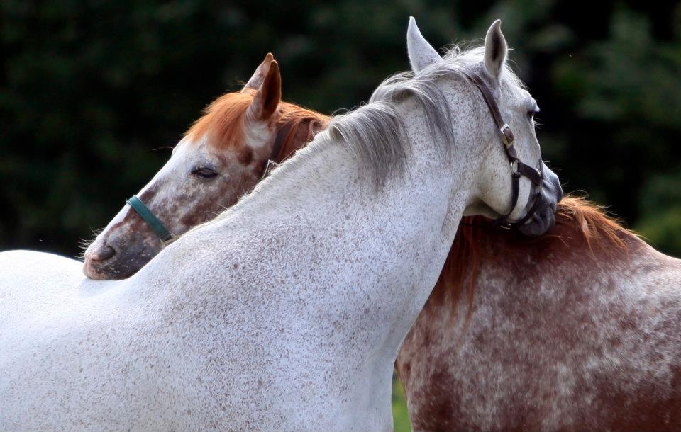 Horses Grooming/Comforting each other (SP/DA)